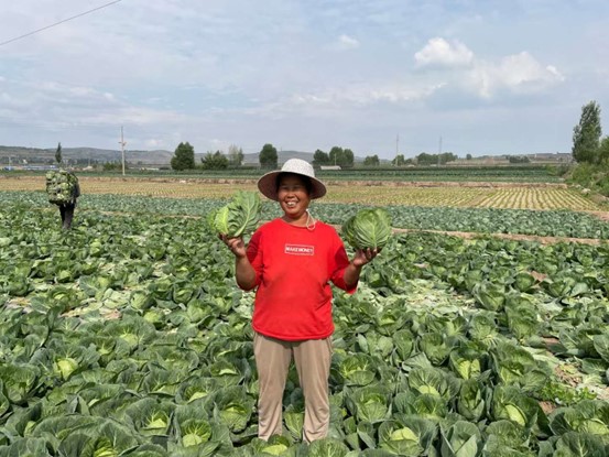 《唐山劳动日报》报道我校蔬菜遗传育种与生物技术团队研究成果